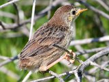 ek is maar klein  Vleitintinkies chick- Levallants Cisticla : frieda
